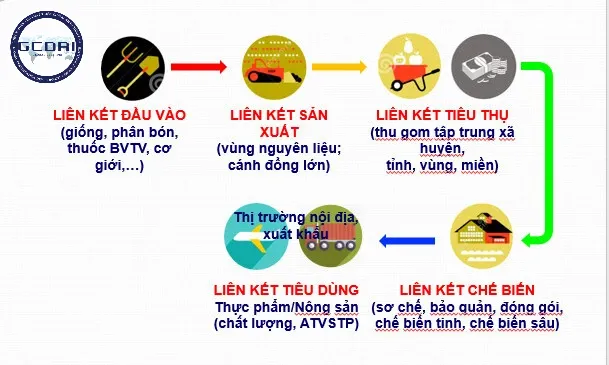 Chuỗi liên kết sản xuất nông nghiệp
