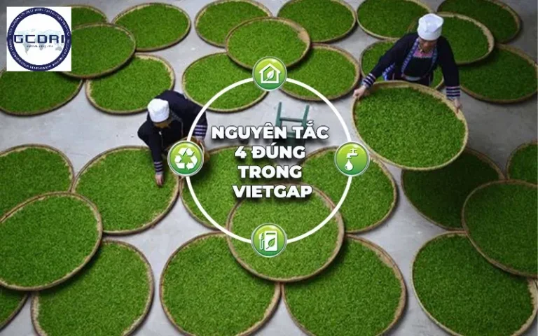 Áp dụng chuẩn VietGAP: Tuân thủ nguyên tắc 4 đúng để kiểm soát thuốc Bảo vệ thực vật