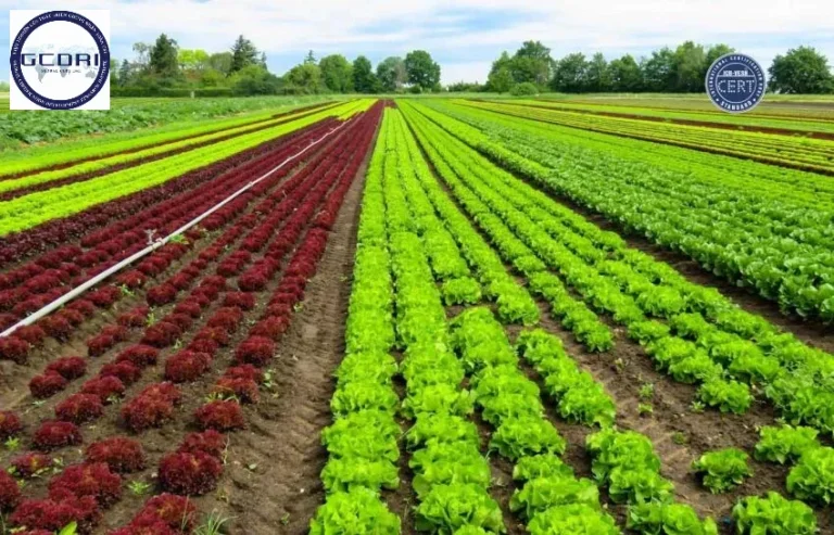 Nông nghiệp hữu cơ và giá trị của chuẩn Organic quốc tế