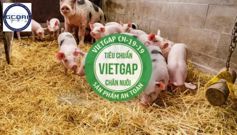 Tìm Hiểu VietGAP Chăn Nuôi: Tiêu Chuẩn Vàng Trong Sản Xuất Nông Nghiệp An Toàn