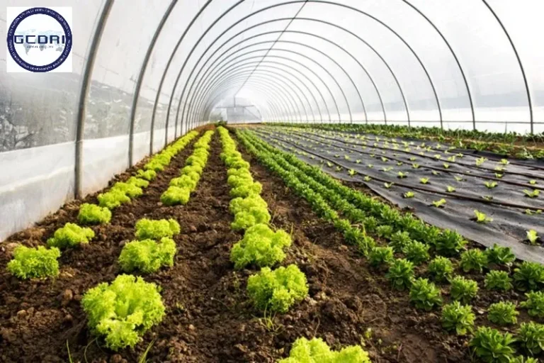 Chứng nhận hữu cơ (Organic): Giá trị cốt lõi cho nền nông nghiệp bền vững