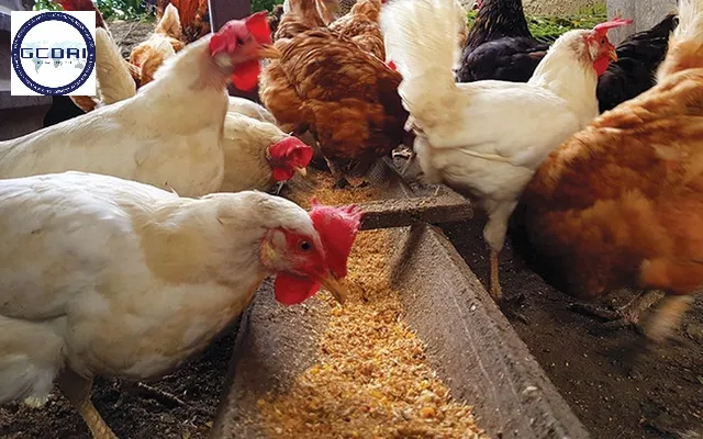Tiêu chuẩn cơ sở thức ăn chăn nuôi: Những điều doanh nghiệp cần biết