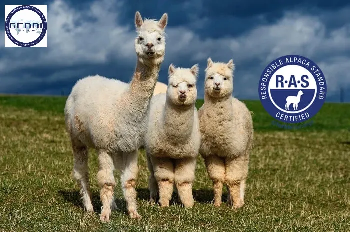 Tìm hiểu tiêu chuẩn Alpaca có trách nhiệm RAS: Chìa khóa hội nhập bền vững trong ngành sợi lông Alpaca