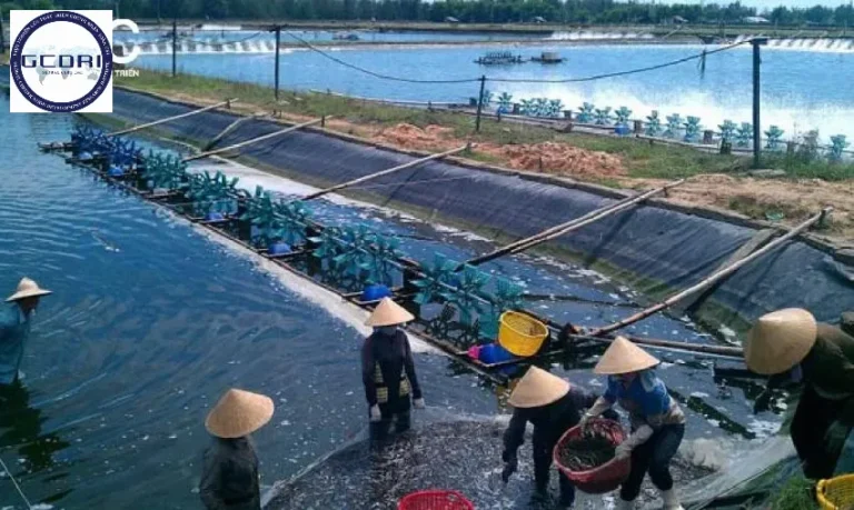 Ứng dụng tiêu chuẩn VietGAP thủy sản: Nền tảng phát triển bền vững ngành nuôi trồng