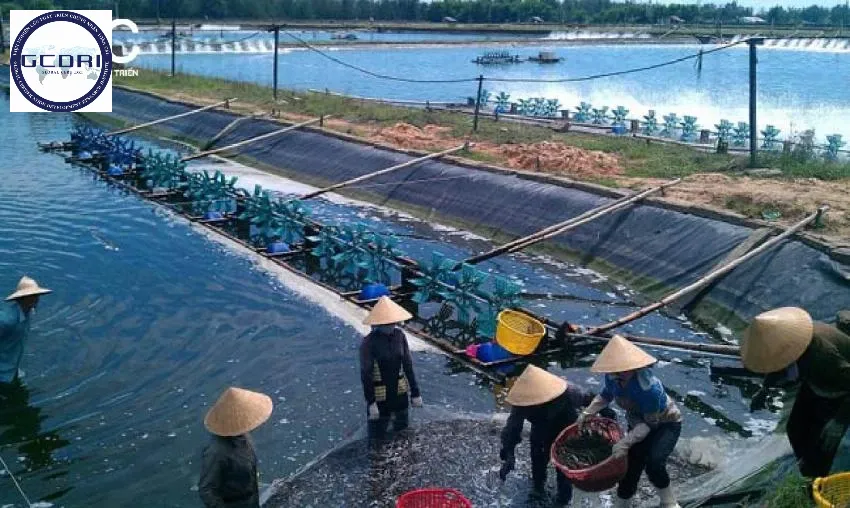Ứng dụng tiêu chuẩn VietGAP thủy sản: Nền tảng phát triển bền vững ngành nuôi trồng